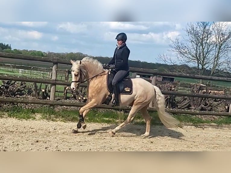 Pony tedesco Castrone 7 Anni 148 cm Palomino in Haltern am See