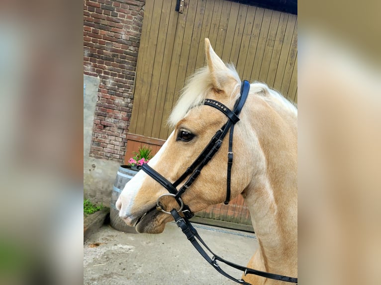 Pony tedesco Castrone 7 Anni 148 cm Palomino in Haltern am See