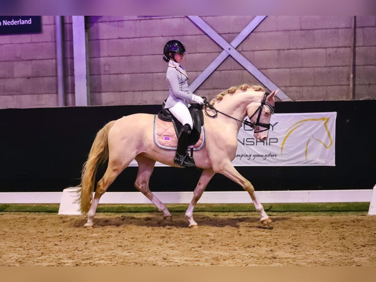 Pony tedesco Castrone 7 Anni 148 cm Perlino in Gemonde