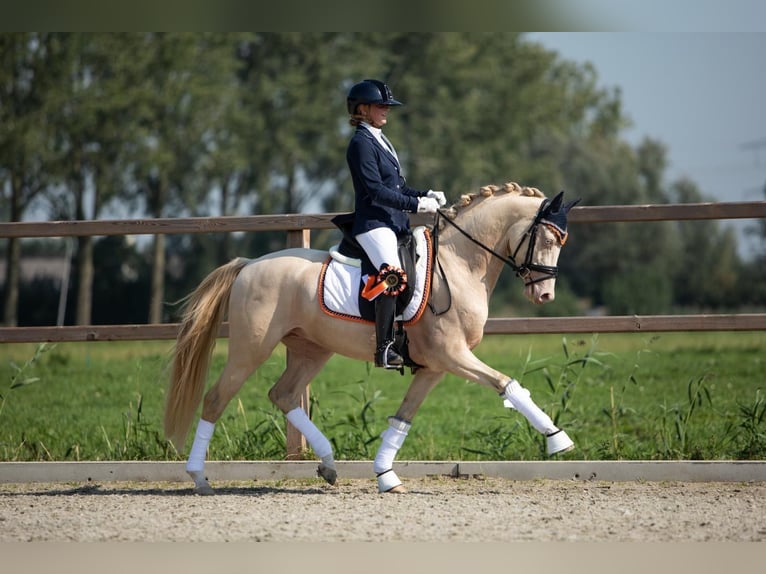 Pony tedesco Castrone 7 Anni 148 cm Perlino in Gemonde