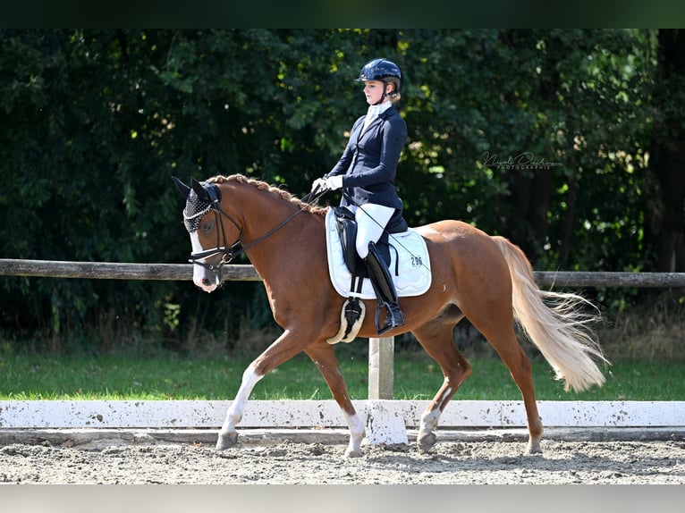 Pony tedesco Castrone 7 Anni 148 cm Sauro in Kilchberg ZH