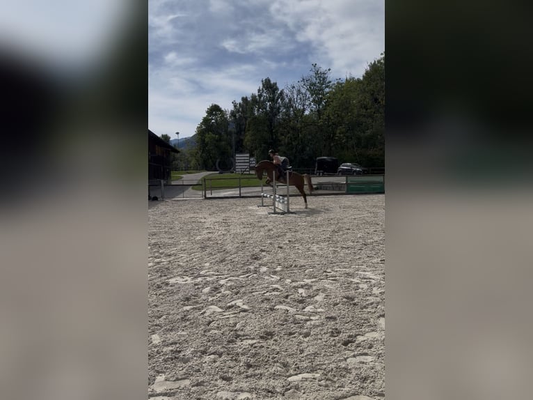 Pony tedesco Castrone 7 Anni 148 cm Sauro in Entlebuch