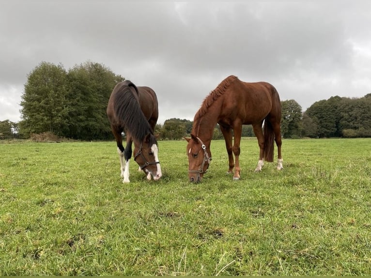 Pony tedesco Castrone 7 Anni 148 cm Sauro in Grüneberg