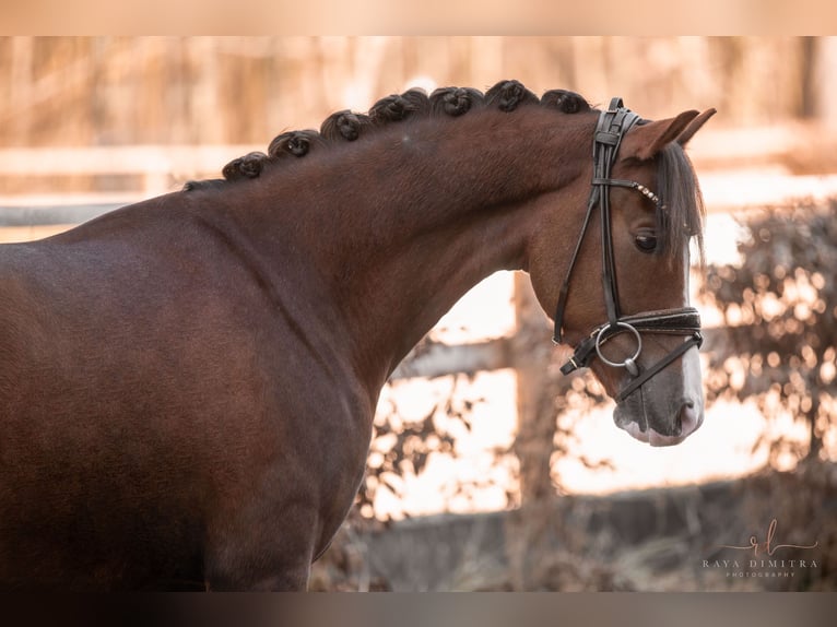 Pony tedesco Castrone 7 Anni 148 cm Sauro scuro in Wehringen
