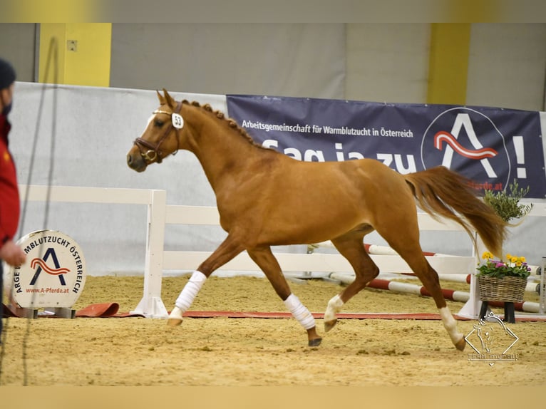 Pony tedesco Castrone 7 Anni 150 cm Sauro in Wien, Leopoldstadt