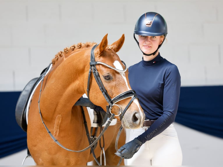 Pony tedesco Castrone 7 Anni 151 cm Sauro in Marsberg