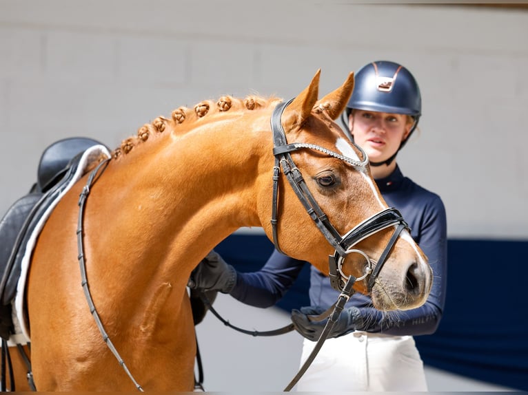 Pony tedesco Castrone 7 Anni 151 cm Sauro in Marsberg