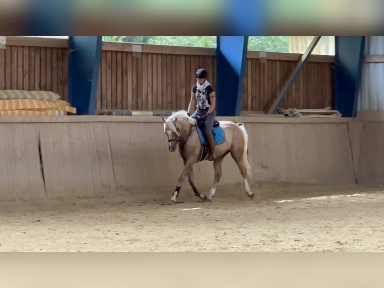 Pony tedesco Castrone 7 Anni 152 cm Palomino in Kreuztal