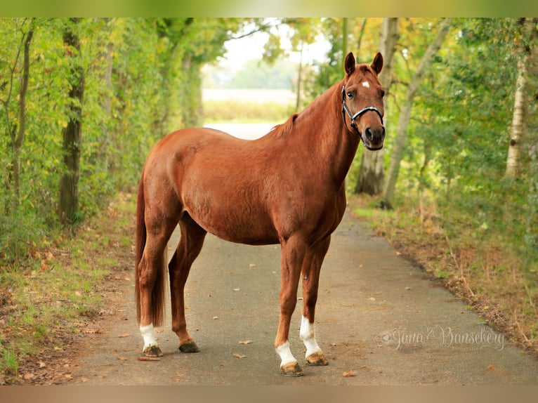 Pony tedesco Castrone 7 Anni 152 cm Sauro in Ahaus