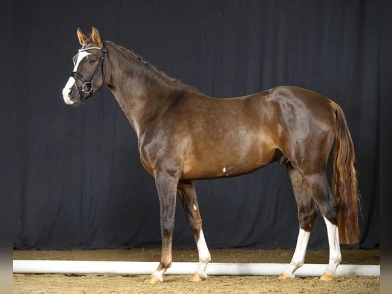 Pony tedesco Castrone 7 Anni 152 cm Sauro scuro in Frankenberg/Sachsen