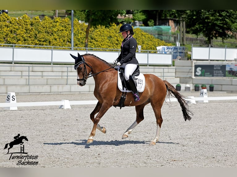 Pony tedesco Castrone 7 Anni 152 cm Sauro scuro in Frankenberg/Sachsen