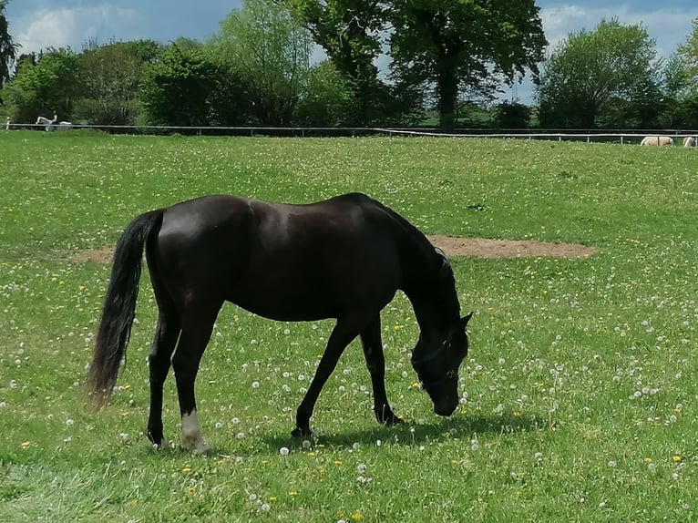 Pony tedesco Castrone 7 Anni 153 cm Baio scuro in Dobersdorf