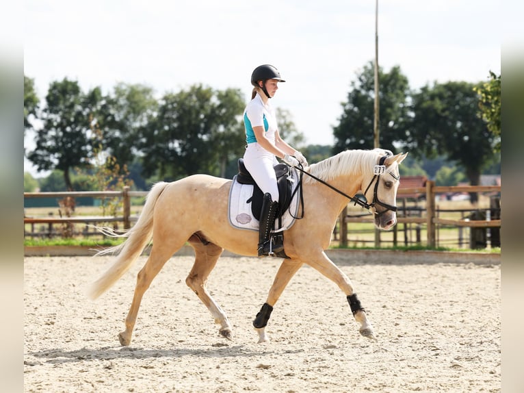 Pony tedesco Castrone 7 Anni 153 cm Palomino in Martfeld