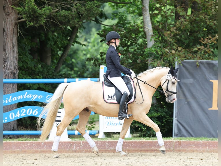 Pony tedesco Castrone 7 Anni 153 cm Palomino in Martfeld