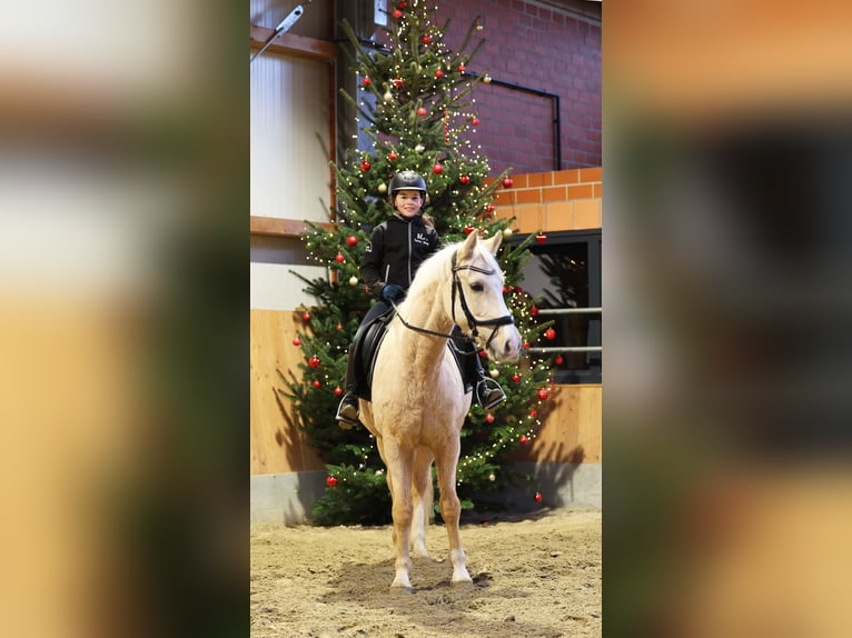 Pony tedesco Castrone 7 Anni 153 cm Palomino in Stuhr