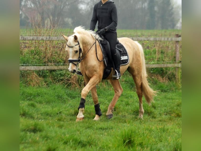 Pony tedesco Castrone 7 Anni 153 cm Palomino in Stuhr