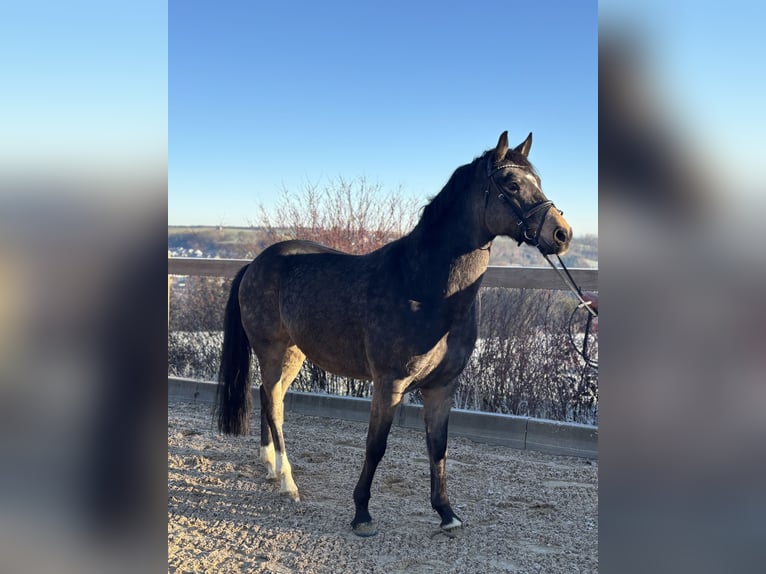 Pony tedesco Castrone 7 Anni 155 cm Baio in Iggingen