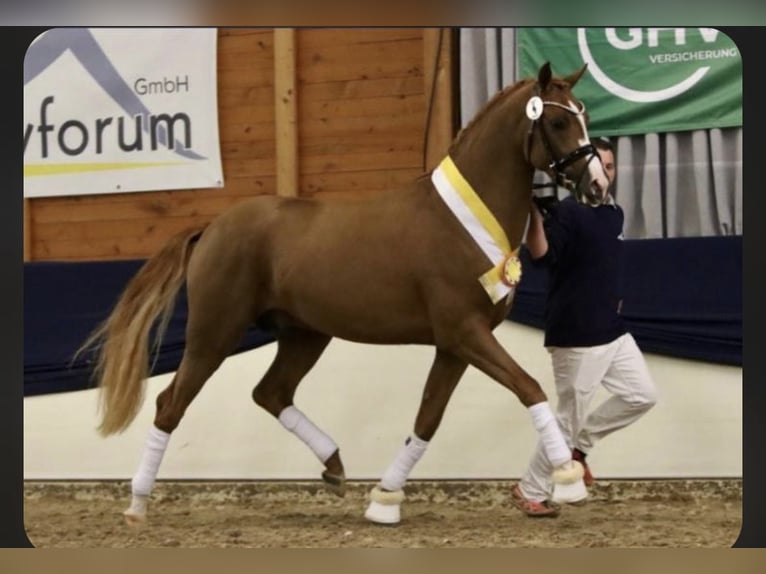 Pony tedesco Castrone 7 Anni 155 cm Sauro in Wilhelmshaven