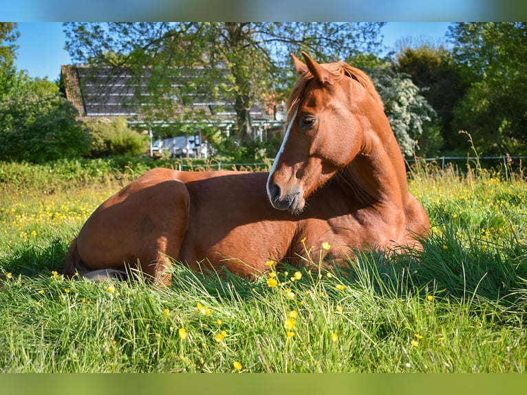 Pony tedesco Castrone 7 Anni 155 cm Sauro in Wilhelmshaven