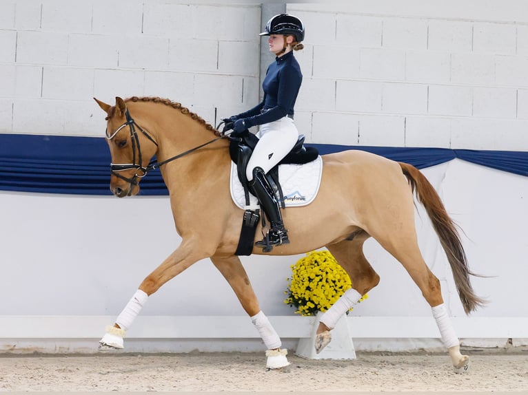 Pony tedesco Castrone 7 Anni 158 cm Falbo in Marsberg