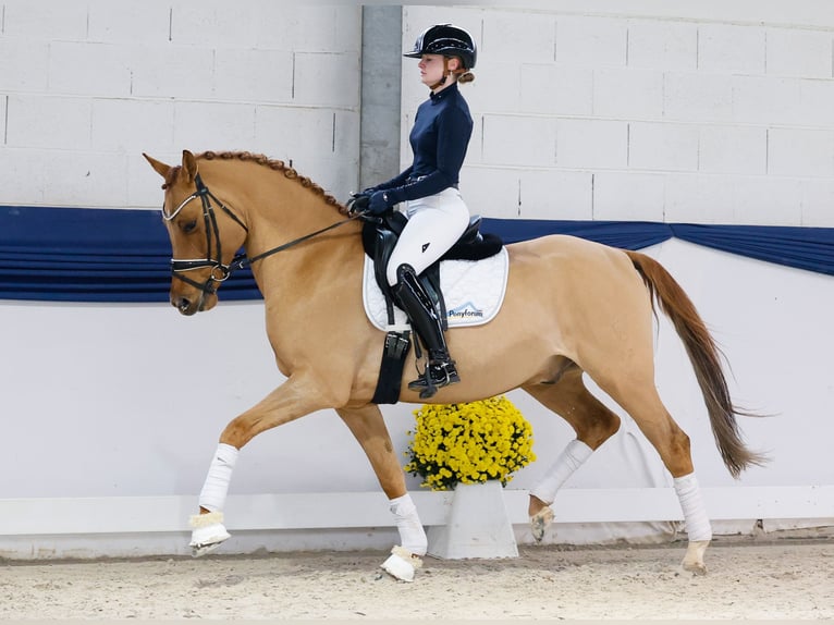 Pony tedesco Castrone 7 Anni 158 cm Falbo in Marsberg