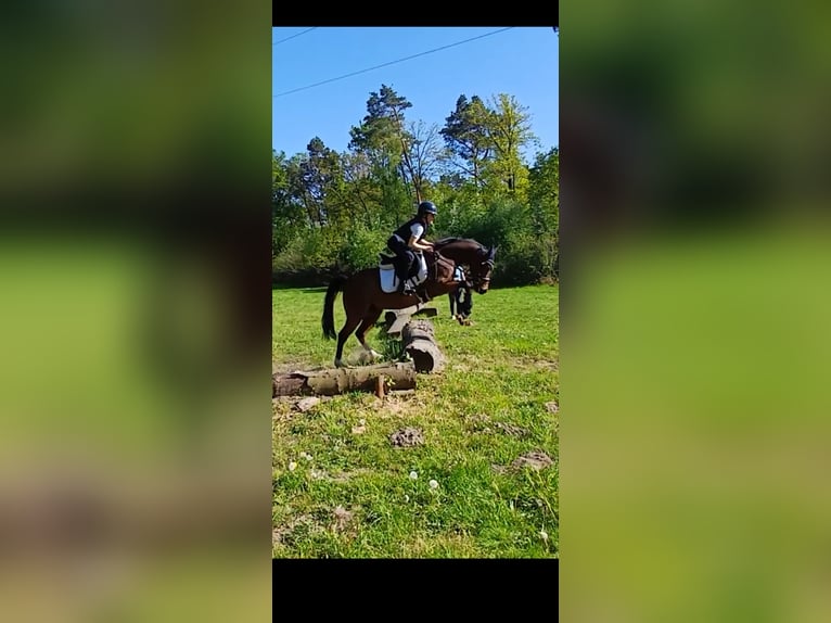 Pony tedesco Castrone 7 Anni Baio in Ratingen