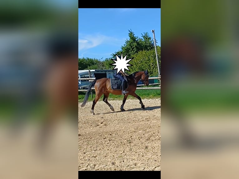 Pony tedesco Castrone 7 Anni Baio in Ratingen