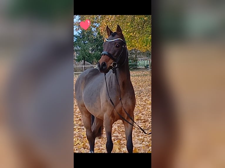 Pony tedesco Castrone 7 Anni Baio in Ratingen