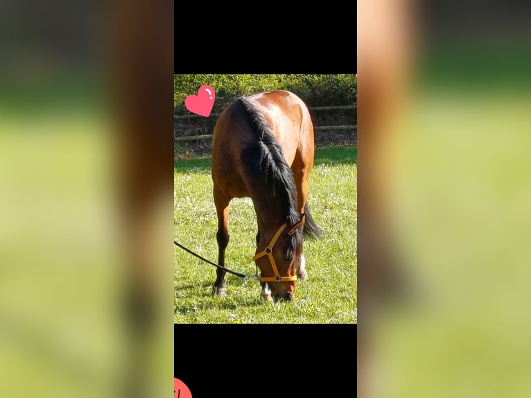 Pony tedesco Castrone 7 Anni Baio in Ratingen