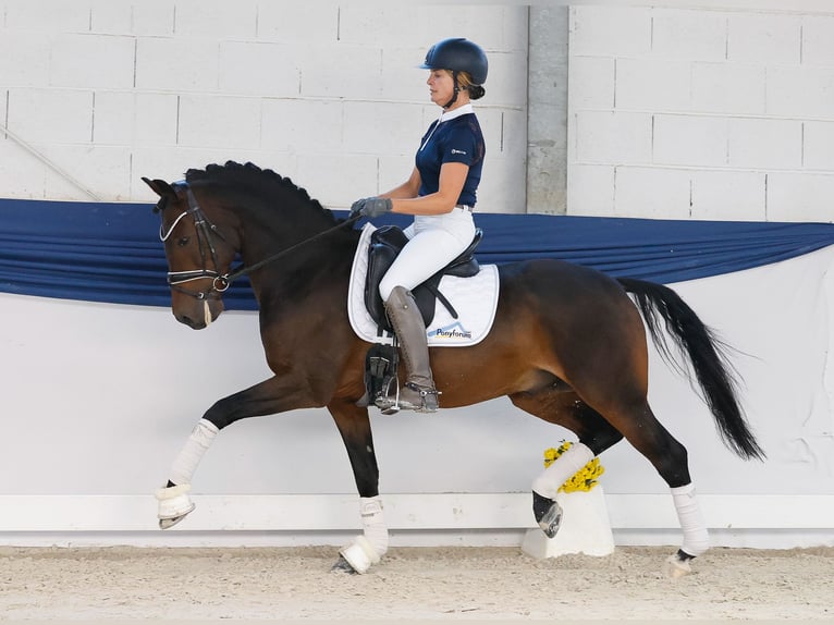 Pony tedesco Castrone 7 Anni Baio scuro in Marsberg Pony tedesco Castrone 7 Anni Baio scuro in Marsberg