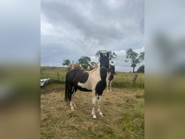 Pony tedesco Castrone 7 Anni Pezzato in Kaltohmfeld