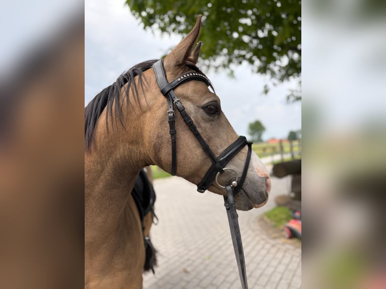 Pony tedesco Castrone 8 Anni 139 cm Falbo in Warendorf