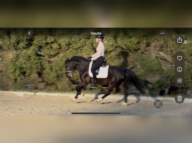 Pony tedesco Castrone 8 Anni 140 cm Baio scuro in SolingenSolingen