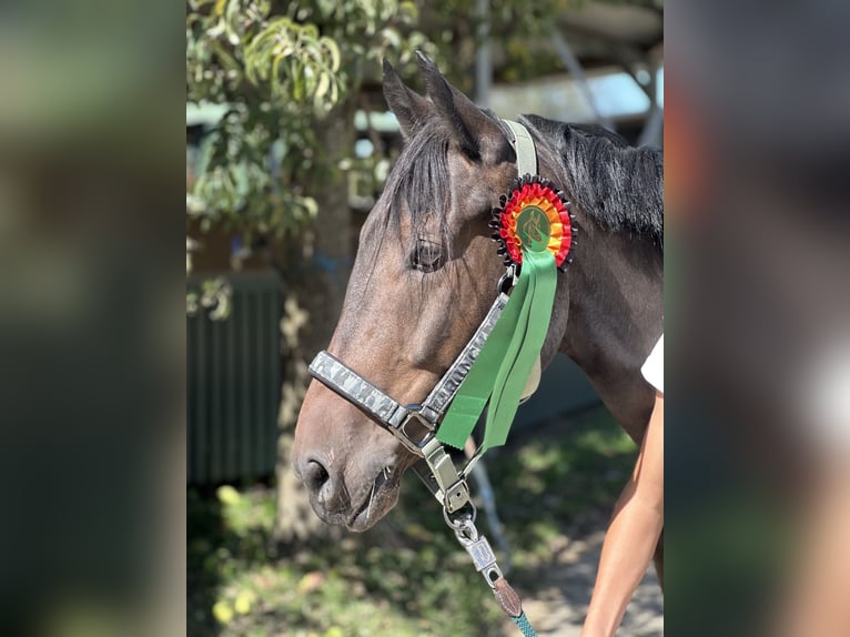 Pony tedesco Castrone 8 Anni 140 cm Baio scuro in SolingenSolingen