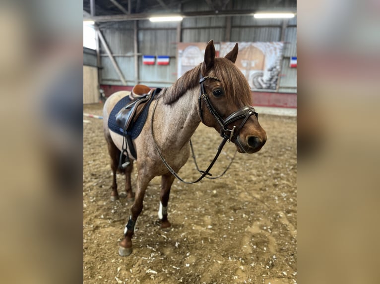 Pony tedesco Castrone 8 Anni 140 cm Grigio rossastro in Schönkirchen