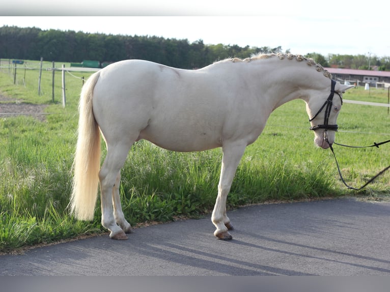 Pony tedesco Castrone 8 Anni 141 cm Perlino in Schönhagen