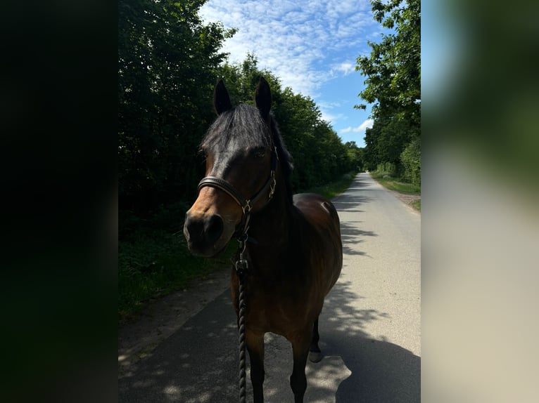 Pony tedesco Castrone 8 Anni 142 cm Baio in Bad Segeberg