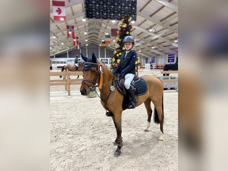 Pony tedesco Castrone 8 Anni 142 cm Baio in Herten