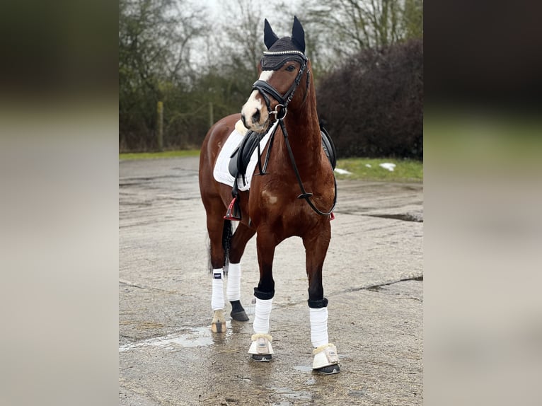 Pony tedesco Castrone 8 Anni 144 cm Baio in Ollndorf