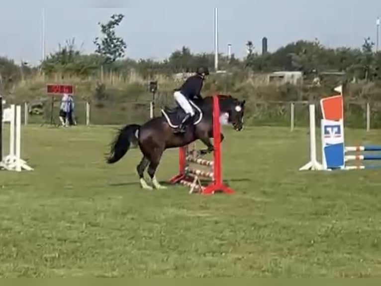 Pony tedesco Castrone 8 Anni 144 cm Baio scuro in Risum-Lindholm