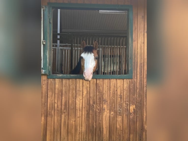 Pony tedesco Castrone 8 Anni 144 cm  in Hohenstein Ödenwaldstetten