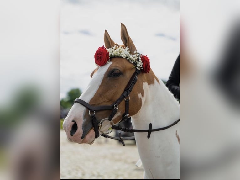 Pony tedesco Castrone 8 Anni 144 cm Pezzato in Augusteborg