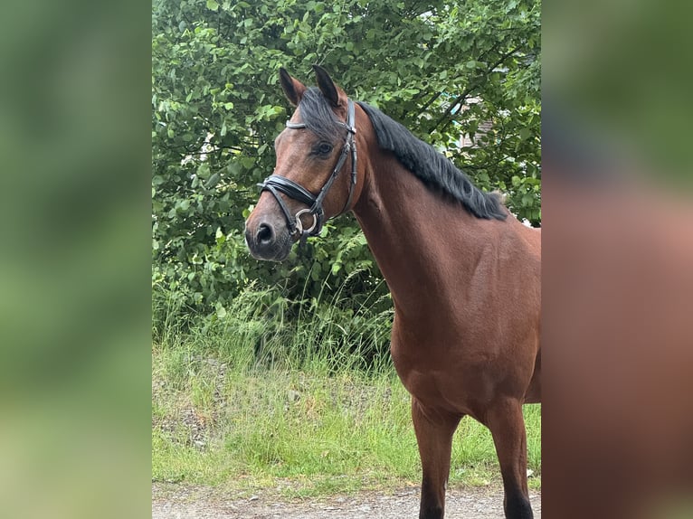 Pony tedesco Castrone 8 Anni 145 cm Baio in Dorsten