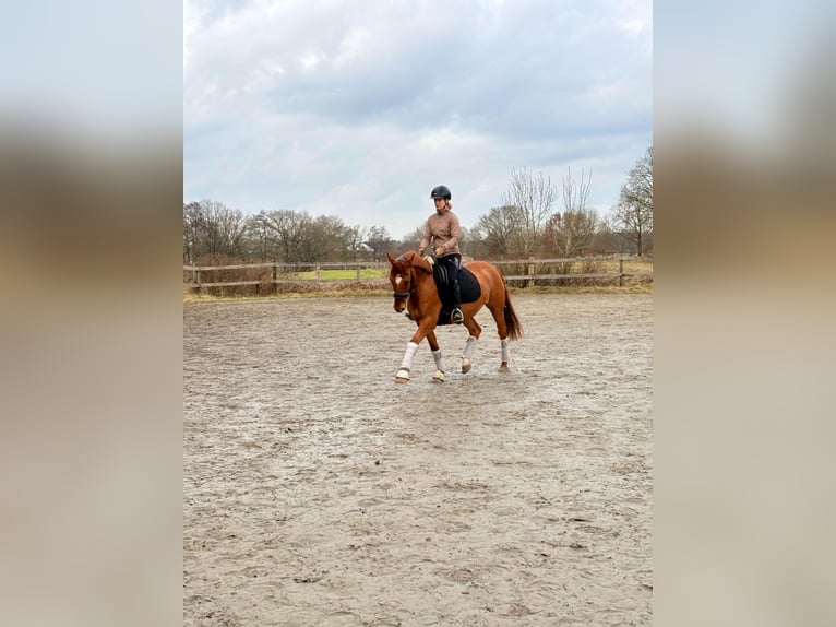 Pony tedesco Castrone 8 Anni 145 cm Red dun in Siezbüttel