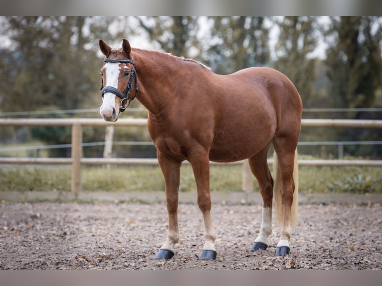 Pony tedesco Castrone 8 Anni 145 cm Sauro in Steinbrunn-le-bas