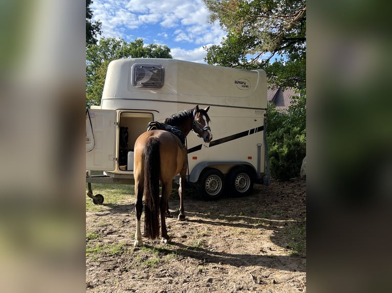 Pony tedesco Castrone 8 Anni 146 cm Baio in Egelsbach