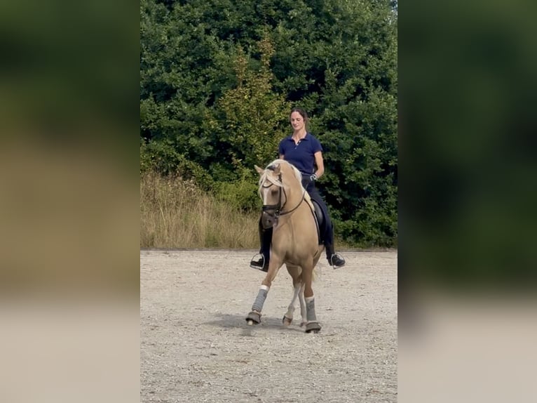 Pony tedesco Castrone 8 Anni 146 cm Dunalino in Köln