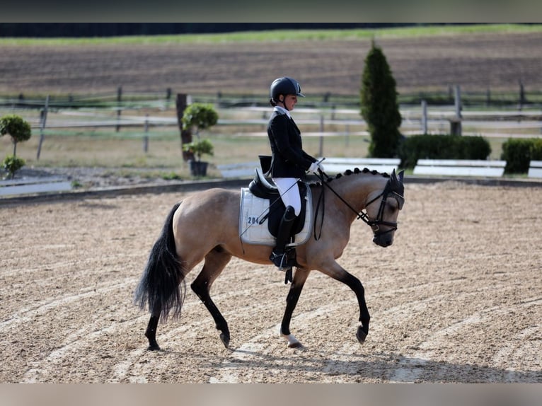 Pony tedesco Castrone 8 Anni 146 cm Pelle di daino in Monheim