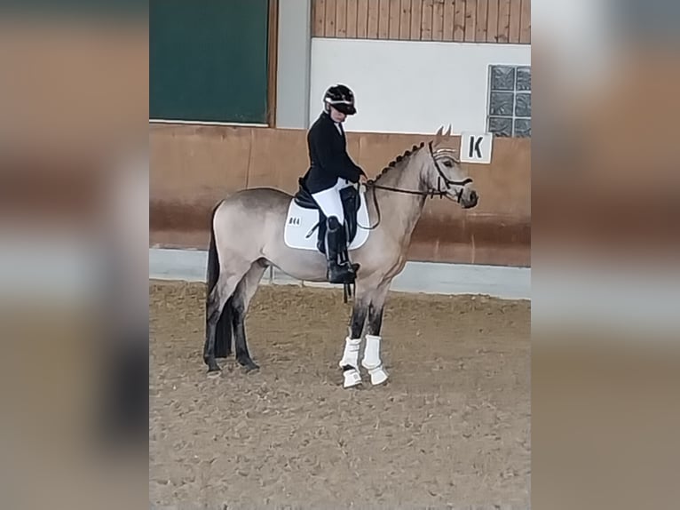 Pony tedesco Castrone 8 Anni 146 cm Pelle di daino in Monheim