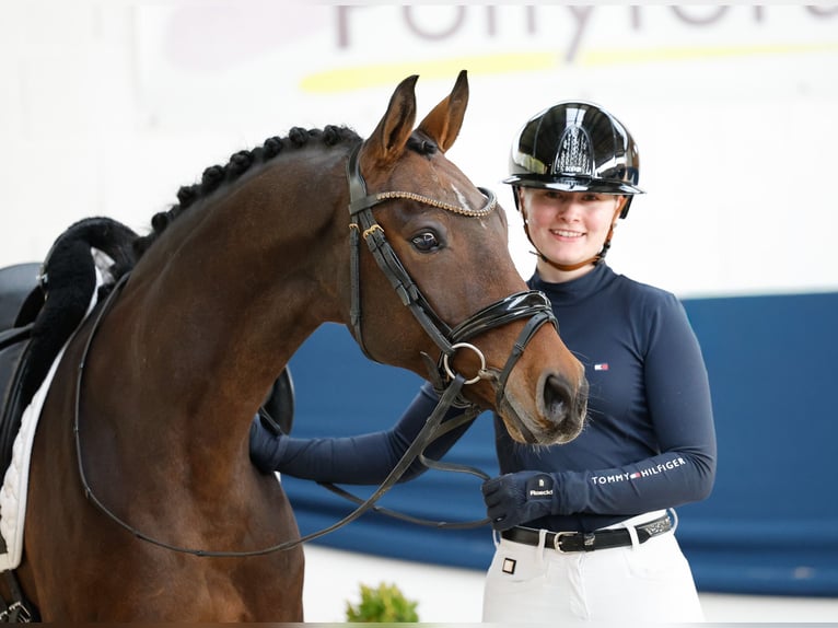 Pony tedesco Castrone 8 Anni 147 cm Baio scuro in Marsberg